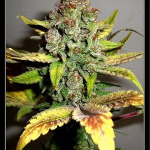 Gorilla #4 by BSB Genetics – Couch Lock – Super Strength – Indica-heavy – image 1 – Seed City