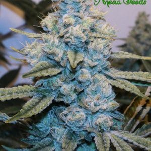 Image 1 of Gorilla #4 cannabis by Anesia Seeds – Guaranteed female plants – Anxiety – Middle of October – Seed City