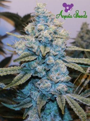 Gorilla #4