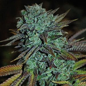 Image 1 of Gorilla #4 cannabis by Expert Seeds – The End of September – Sativa-leaning – 12/12 Photoperiod – Seed City
