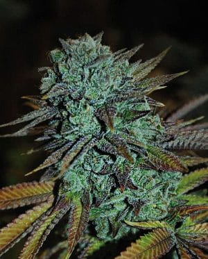 Gorilla #4