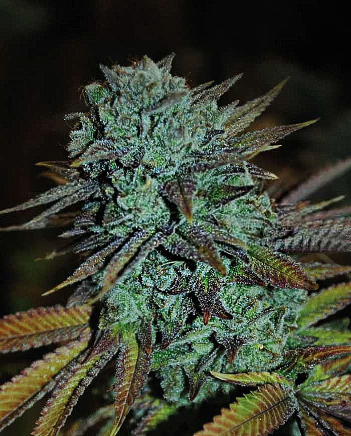 Image 1 of Gorilla #4 cannabis by Expert Seeds – The End of September – Sativa-leaning – 12/12 Photoperiod – Seed City
