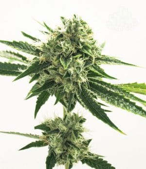 Gorilla #4