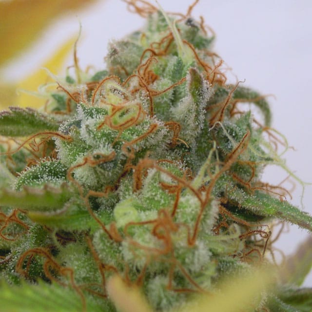Gorilla #4 Auto cannabis seeds – Auto-Flowering – 50% Indica/50% Sativa – Outdoor – image 1 from Seed City