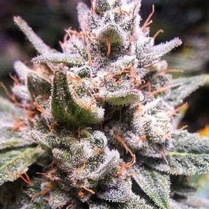 Auto-Flowering – Sativa Dominant – Indoor-friendly – Gorilla #4 Auto strain – image 1 – from Expert Seeds via Seed City