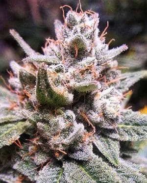 Gorilla #4 Auto