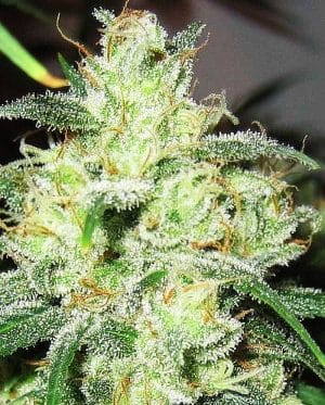 Gorilla #4 x Cheese