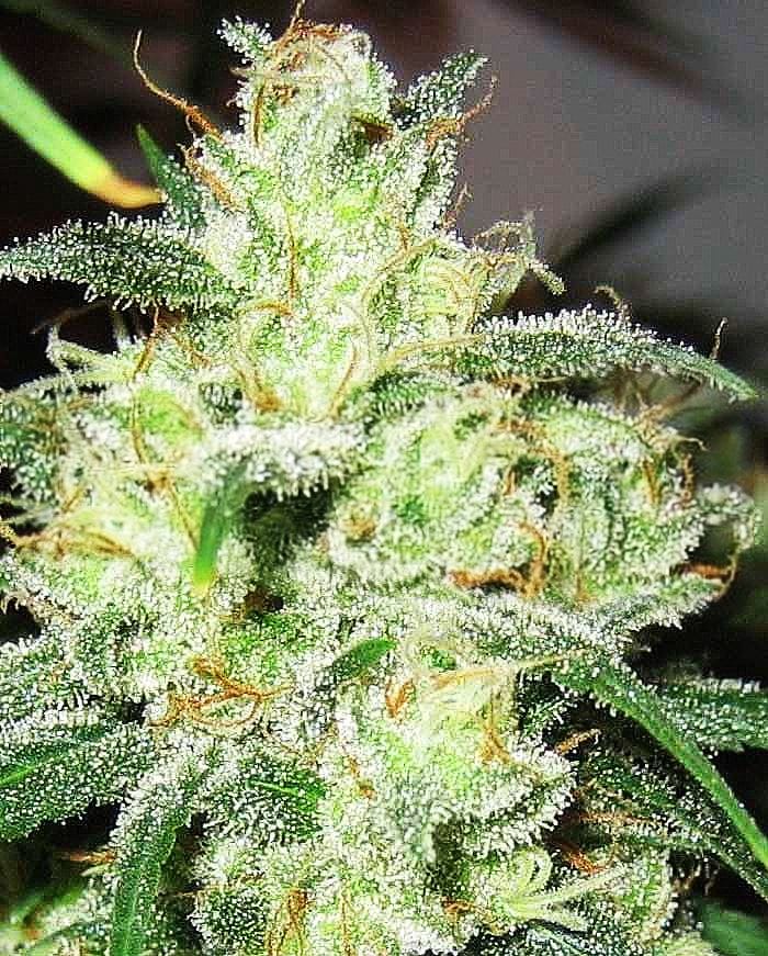 Feminized – Sativa Dominant – Super Strength – Gorilla #4 x Cheese strain – image 1 – from Expert Seeds via Seed City