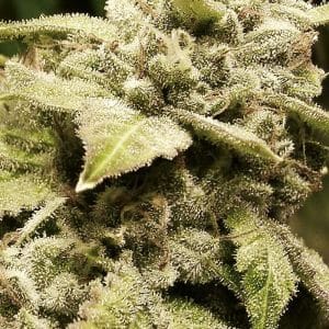 Image 1 of Gorilla #4 x White Widow cannabis by Expert Seeds – Female seeds – Super Strength – Outdoor – Seed City
