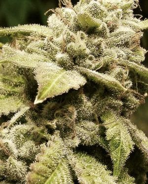 Gorilla #4 x White Widow