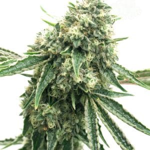 Gorilla #4 Auto by Seed City Seeds – Guaranteed female plants – Musky – Mostly Indica – image 1 – Seed City