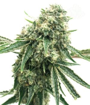 Gorilla #4 Auto