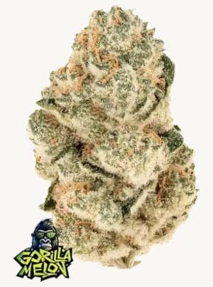 Gorilla Melon