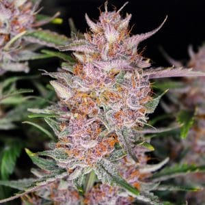 Gorilla Punch Auto from FastBuds