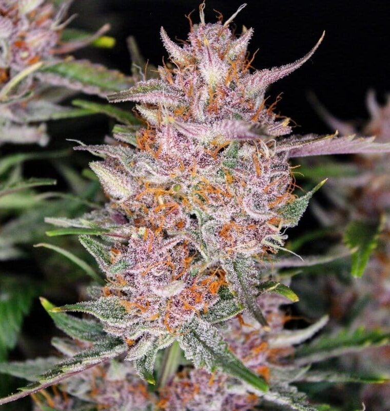 Gorilla Punch Auto from FastBuds