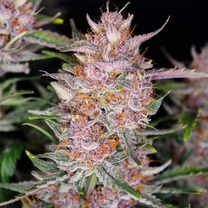 Gorilla Punch Auto from FastBuds