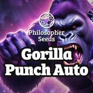 Gorilla Punch Auto