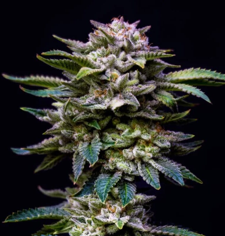Gorilla Rainbow by BSF Seeds – Super Strength – Indica Dominant – 12/12 Photoperiod – image 1 – Seed City