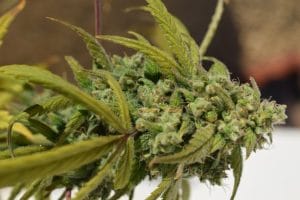 Gorilla SFV OG