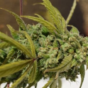 Gorilla SFV OG cannabis seeds – Super Strength – Guaranteed female plants – Indica Dominant – image 1 from Seed City