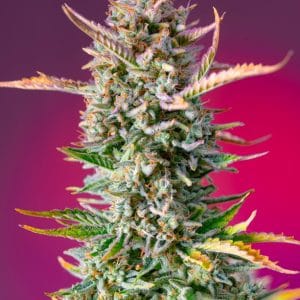 Sweet – Creative – Indica-heavy – Gorilla Sherbet F1 Fast Version strain – image 1 – from Sweet Seeds via Seed City