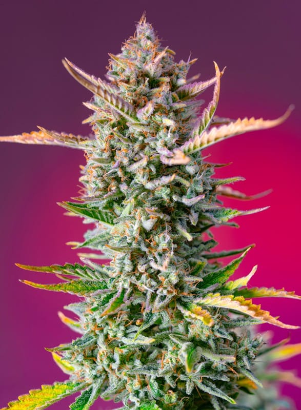 Sweet – Creative – Indica-heavy – Gorilla Sherbet F1 Fast Version strain – image 1 – from Sweet Seeds via Seed City