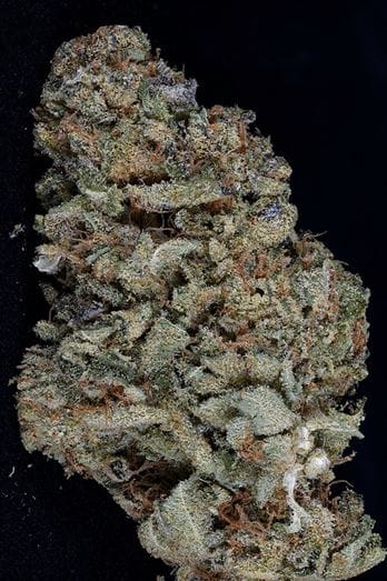 Gorilla Zkittelz by Big Head Seeds – Super Strength – Piney – Feminized – image 1 – Seed City