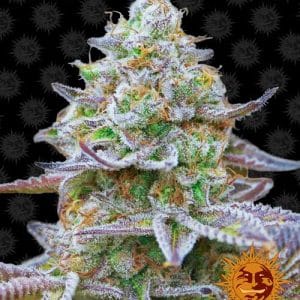 Gorilla Zkittlez by Barneys Farm Seeds – Relaxing – Indica-heavy – 12/12 Photoperiod – image 1 – Seed City