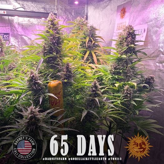 Image 1 of Gorilla Zkittlez Auto cannabis by Barneys Farm Seeds – Berry – Mostly Indica – Uplifting – Seed City