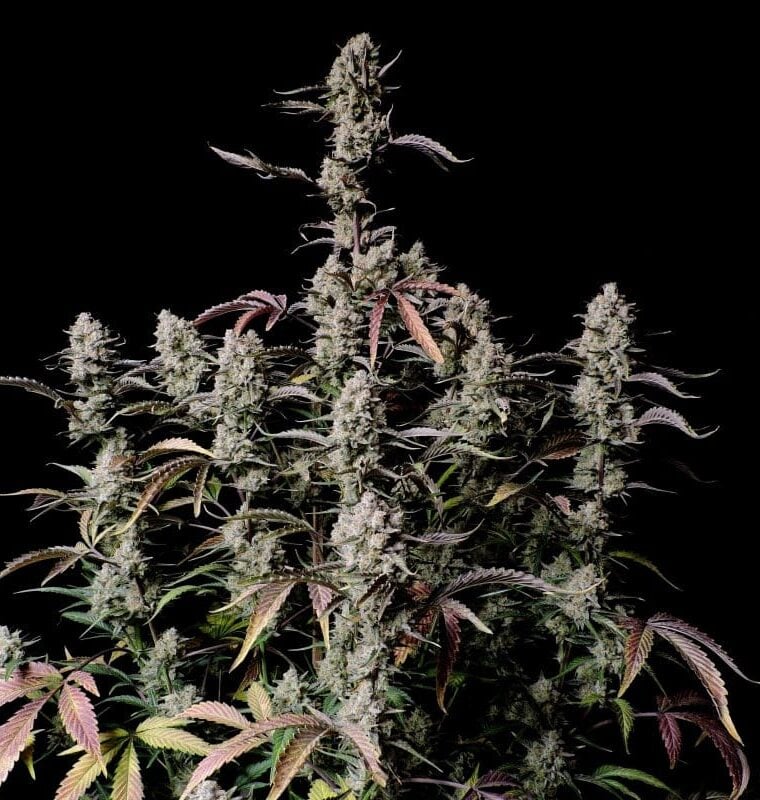 Gorilla Zkittlez Auto semi di cannabis – Indoor – Auto-Flowering – Felice – immagine 1 da Seed City