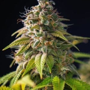 Feminized – Tall (140cm plus) – Fruity – Gorilla Zkittlez strain – image 1 – from PowerStrains via Seed City
