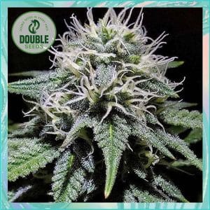 Gorilla Zkittlez