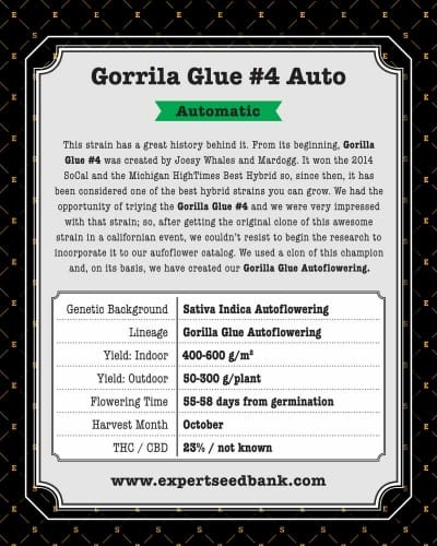 Middle of October – Auto-Flowering – Super Strength – Gorilla #4 Auto strain – image 3 – from Expert Seeds via Seed City