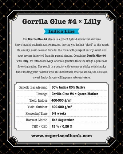 Gorilla #4 × Lilly cannabis seeds – Feminized – 12/12 Photoperiod – Indica Dominant – image 2 from Seed City