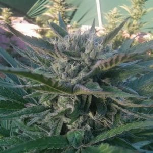 Grand Daddy Purple cannabis – image 1 – Seed City