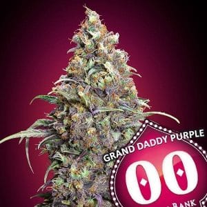 Grand Daddy Purple