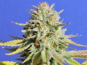 Gorilla #4