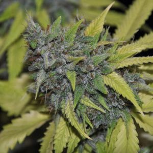 Grandaddy Confidential