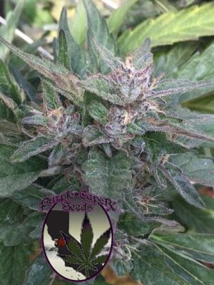 Grandaddy OG