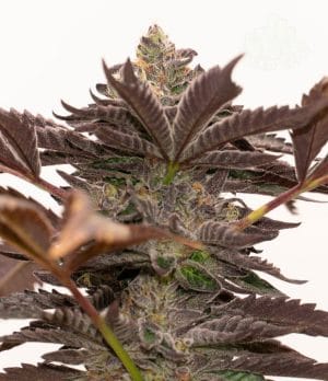 Grandaddy Purple