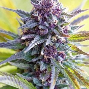 Grandaddy Purple by PowerStrains – Fruity – Short (up to 80cm) – Outdoor cultivation – image 1 – Seed City