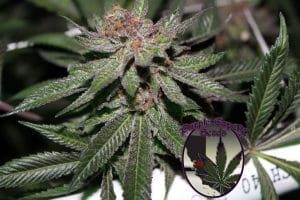 Granddaddy Purple BX