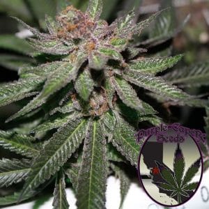 Granddaddy Purple BX from Purple Caper Seeds