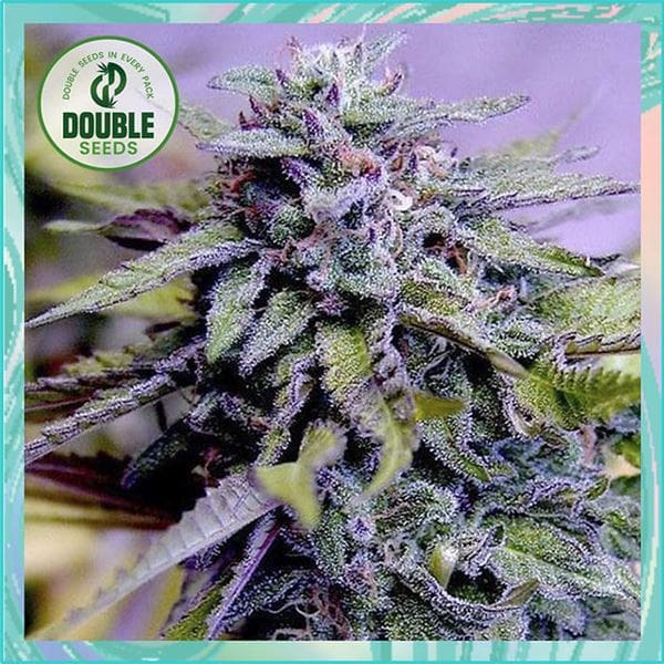 Granddaddy Purple by Double Seeds – Body Stone – Berry – Guaranteed female plants – image 1 – Seed City