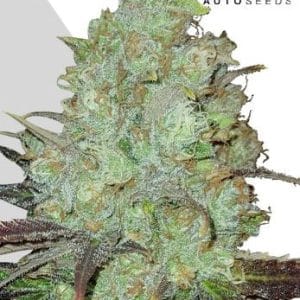 Image 1 of Granddaddy Purple Auto cannabis by Auto Seeds – Fruity – Super Strength – Outdoor cultivation – Seed City