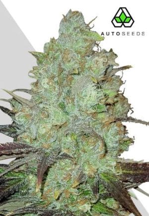 Granddaddy Purple Auto