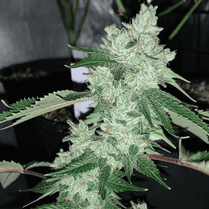 Grandma’s Hashplant