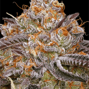 Image 1 of Granny Candy cannabis by Humboldt Seed Company – Beginning of October – Strawberry – Social – Seed City