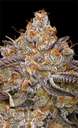 Granny Candy
