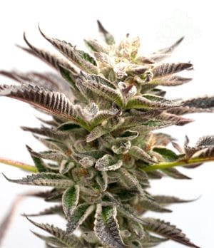 Grape Ape